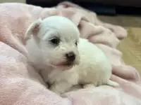 Мальтийской болонки щенки, фотография 2