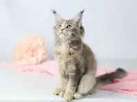 Котята Мэйн-куна, фотография 2