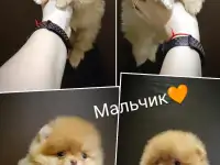 Померанский шпиц, щенки. Мини мишки, фотография 2