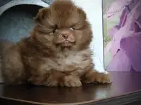 Померанский шпиц, щенки. Мини мишки, фотография 7
