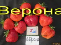 САЖЕНЦЫ КЛУБНИКИ - 50 сортов  - купить в Гомеле с питомника, фотография 12