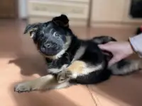 Щенок в дар