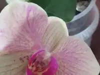 Цветы, фотография 3