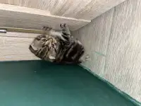 Шотландские котята, фотография 8