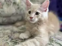Котенок породы мейн-кун, фотография 4