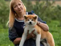 Шикарная девочка Акита ину, фотография 6