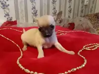 Чихуахуа мини девочка щеночек, фотография 4