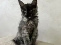 Продаются котята Мейн-Кун, фотография 2