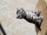 Котята шотландской прямоухой, фотография 4