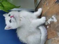 Котята, фотография 3