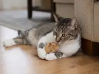 Умный и добрый кот Ромка в дар, фотография 4