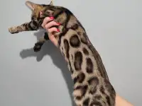 Бенгальский котенок девочка