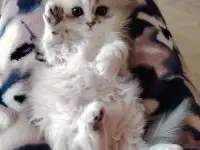 Шотландские котята., фотография 2