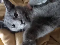 Котёнок русский-голубой, фотография 3
