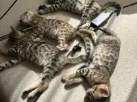 Котенок бенгальский, фотография 4