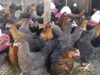 Куры несушки доставка