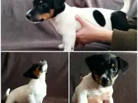 Щенок Джек Рассел терьер