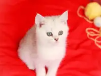 Котята британские