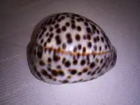 Морские раковины, фотография 6