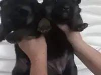 Щенки немецкой овчарки