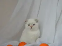Шотландские котята, фотография 4