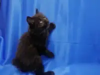 Курильский бобтейл, фотография 3