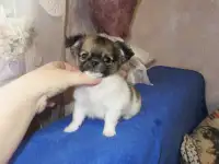 чихуахуа мальчик