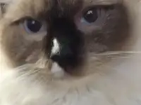Котенок рэгдолл, фотография 5