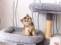 Шотландские котята, фотография 6
