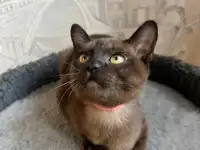 Котята европейской бурмы, фотография 4