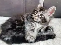 Котята Мейн-кун