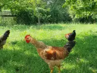 Молодые петухи, фотография 5