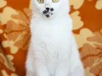 Нежная и ласковая Бусинка