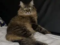 ТРЕХЛАПЫЙ КОТИК ТАЙСОН ИЩЕТ ПЕРЕДЕРЖКУ ИЛИ ДОМ! СРОЧНО!, фотография 2