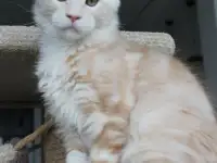 Мейн-кун котенок!