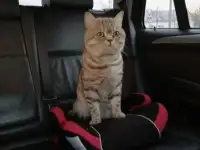 Шотландские котята, фотография 7