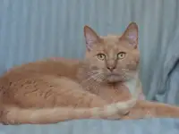 Сладкий нос Юнис, фотография 2