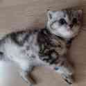 Шотландские котята(Scottish Fold), фотография 8