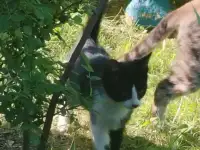 Котята в дар, фотография 2