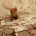 Котик, фотография 3