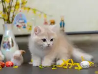 Британские котята из питомника. Мальчик Амур., фотография 8