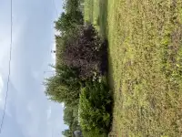 Дача, Вазовец, фотография 3