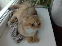 Вязка шотландского кота