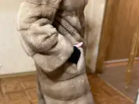 Норковая шуба, фотография 5