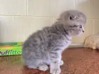 Шотландские котята, фотография 2