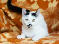 Ласкова и нежная кошечка Бусинка