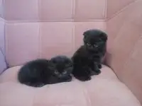 Шотландские вислоухие девочки, фотография 3