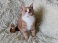 Красивый Рыжуля в добрые руки, фотография 2