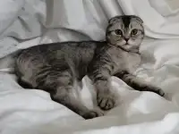 Шотландские котята голубая золотая шиншилла, фотография 9
