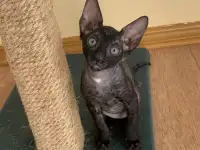 Корниш-рекс котята, фотография 4